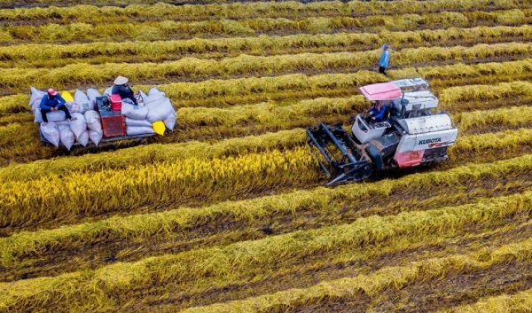 Cánh đồng lúa ở tỉnh Hậu Giang dù còn xanh đã có thương lái đến đặt cọc mua lúa. Ảnh: An Bình