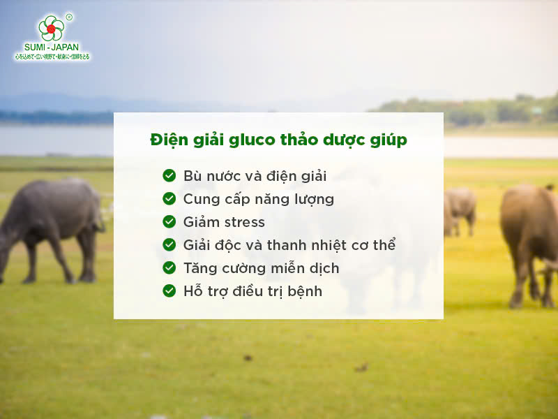 Tăng cường miễn dịch cho vật nuôi với điện giải gluco thảo dược Sumi Japan