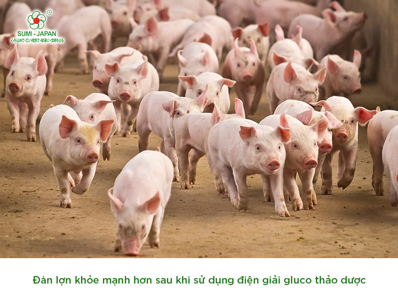 điện giải gluco thảo dược
