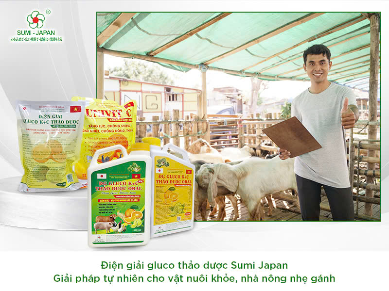 điện giải gluco thảo dược